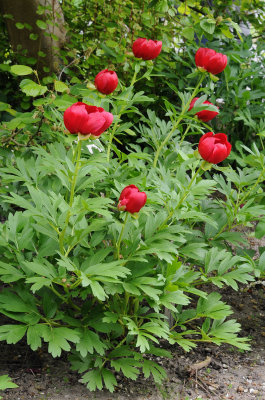 Paeonia peregrina