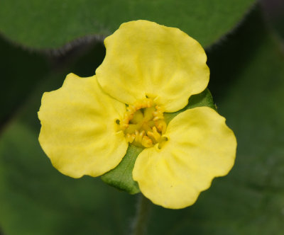 Piperales