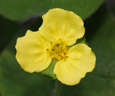 Saruma henryi. Close-up.