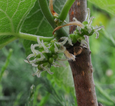 Moraceae