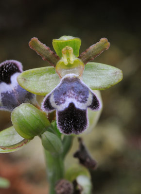 Ophrys omegaifera subsp. fleischmannii