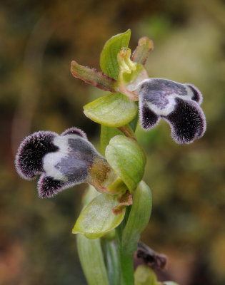 Ophrys omegaifera subsp. fleischmannii 