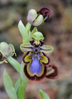 Ophrys speculum. Western form.
