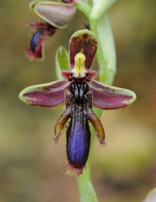 Ophrys speculum var. regis-ferdinandii