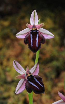 Ophrys sphegodes subsp. spruneri. Closer.