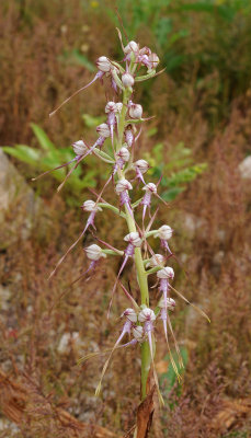 Himantoglossum calcaratum subsp. jankae