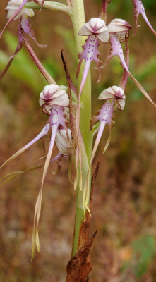 Himantoglossum calcaratum subsp. jankae. Closer.