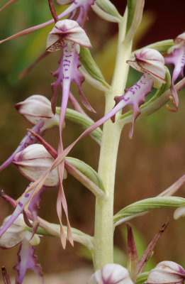 Himantoglossum calcaratum subsp. jankae. Close-up.