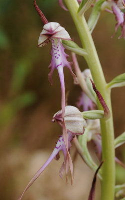 Himantoglossum calcaratum subsp. jankae. Close-up.