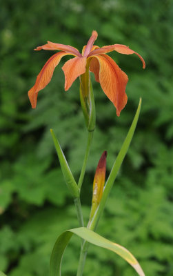 Iris fulva