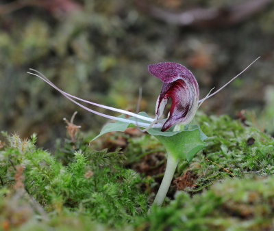 Corybas villosus. Side.