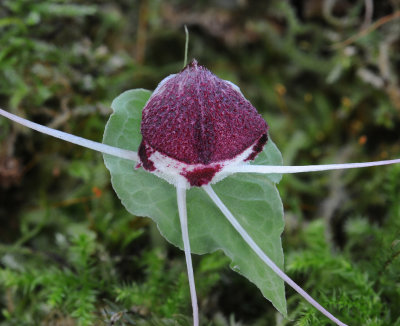 Corybas villosus. From above.