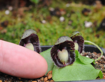 Corybas incurvus. With finger.