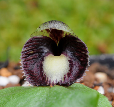 Corybas incurvus. Close up.