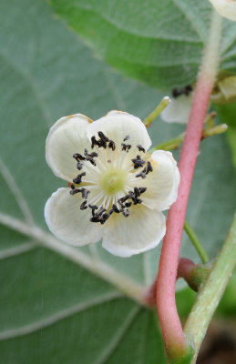 Actinidia_arguta._Closer._HBLA87048.jpg