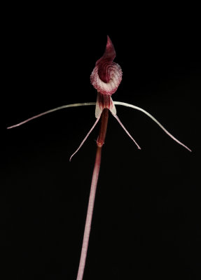 Corybas puniceus. Close-up.