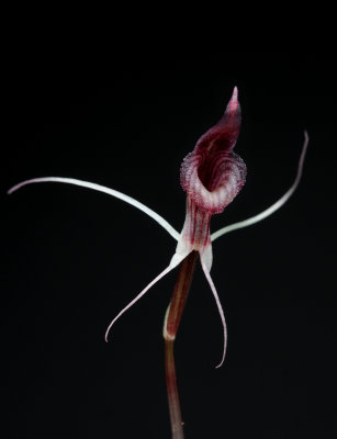 Corybas puniceus. Close-up.