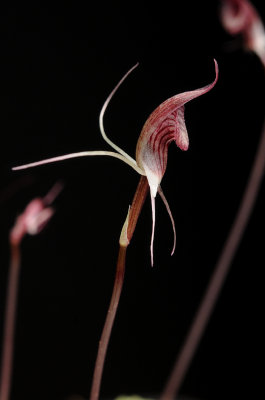 Corybas puniceus. Close-up side.