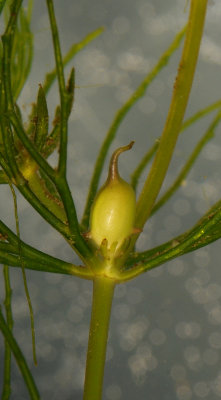 Ceratophyllum demersum. Female fower.