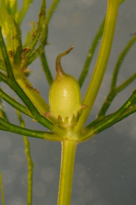 Ceratophyllum demersum. Female fower close-up.
