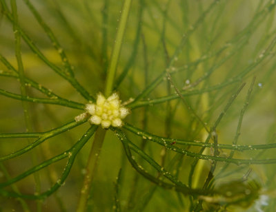 Ceratophyllum demersum. Male fowers closer.