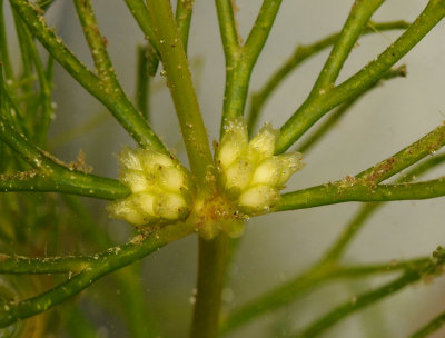 Ceratophyllum demersum. Male fowers close-up.