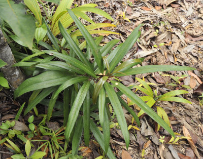 Craterispermum_microdon._Juvenile_foliage.jpg