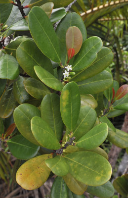 Erythroxylum_sechellarum._Closer.jpg