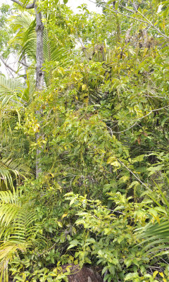 Pittosporum_senacia_subsp_whrighti.1i.jpg