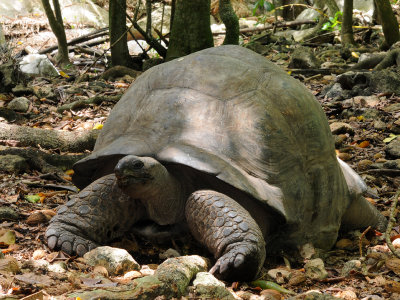 Geochelone gigantea 