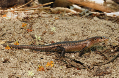 Trachylepis wrightii. Juvenile.