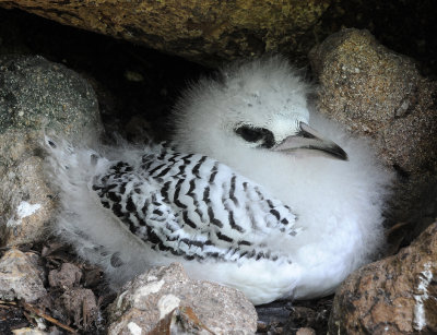 Phaethon_lepturus_chick.jpg