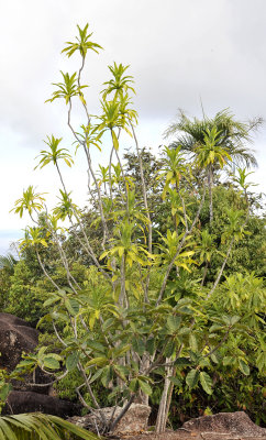 Dracaena reflexa var. angustifolia and Ficus lutea.