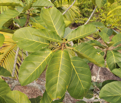 Ficus lutea