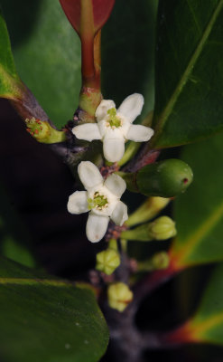 Erythroxylum_sechellarum._Closeup.jpg