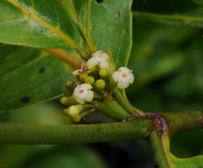 Pyrostria bibracteata. Close-up.