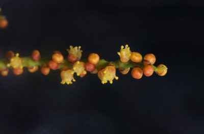 Roscheria melanochaetes. Close-up.