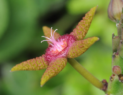 Stapelia_flavopurpurea_5._side.jpg