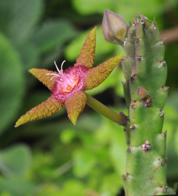 Stapelia_flavopurpurea_5.2.jpg