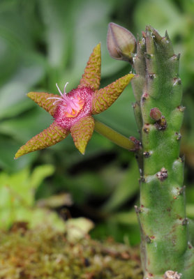 Stapelia_flavopurpurea_5.4.jpg