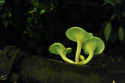 Omphalotus nidiformis with flash