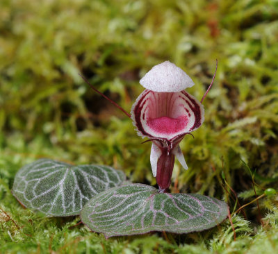Corybas ecarinatus