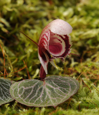 Corybas ecarinatus. Closer side.