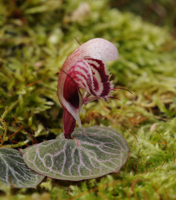 Corybas ecarinatus. Closer side.