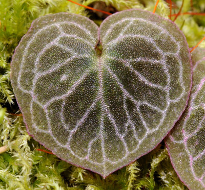 Corybas ecarinatus. Leaf.