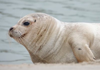 Zeehond_closeup.1.jpg