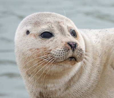 Zeehond_closeup.3.jpg