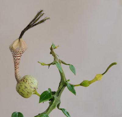 Ceropegia_simonae.3.jpg