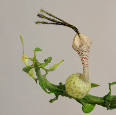 Ceropegia_simonae.2.jpg