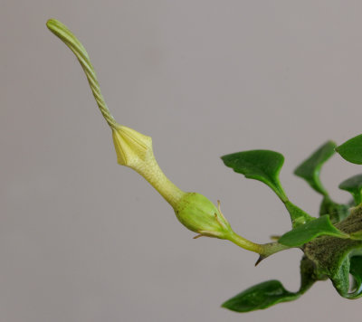 Ceropegia_simonae._bud.jpg